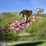 Easton Mountain Flowering Tree